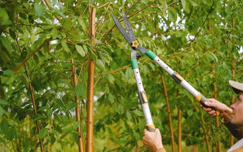 Tree trimming in Brownsville, OR